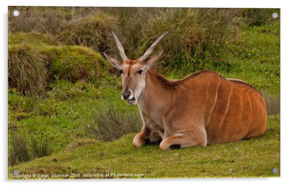 Bongo - Tragelaphus eurycerus isaaci Acrylic by Dawn O'Connor