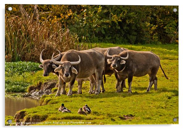 Water Buffalo - Bubalus a. arnee Acrylic by Dawn O'Connor
