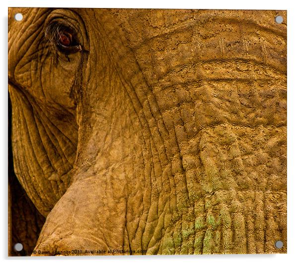 Elephants Eye Acrylic by Dawn O'Connor