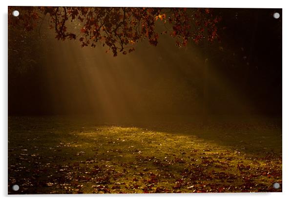 Misty Tree Acrylic by Dawn O'Connor