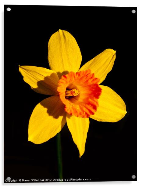 Spring Daffodil Acrylic by Dawn O'Connor
