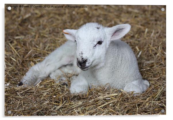 Lamb Acrylic by Dawn O'Connor