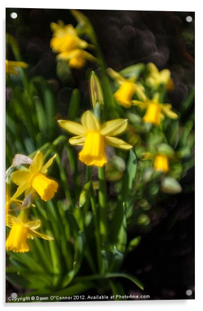 Dreamy Daffodils Acrylic by Dawn O'Connor