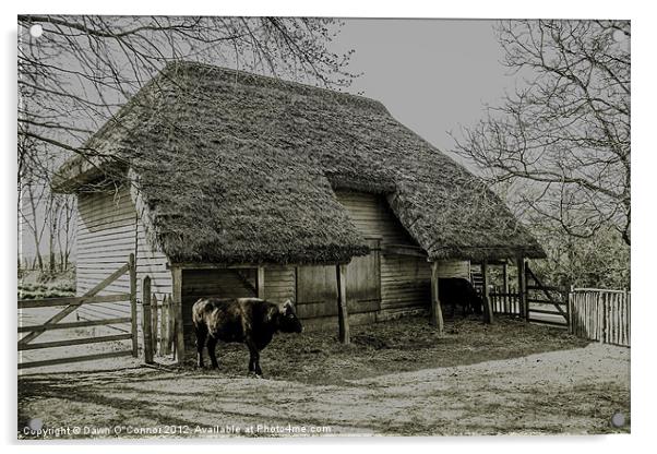 Cowfold Barn Acrylic by Dawn O'Connor