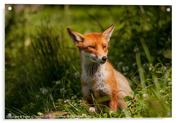 Fox - Vulpes vulpes Acrylic by Dawn O'Connor