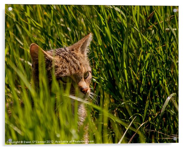 Scottish Wildcat - Felis silvestris Acrylic by Dawn O'Connor