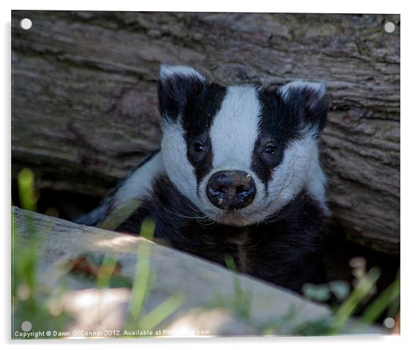 Badger - Meles meles Acrylic by Dawn O'Connor