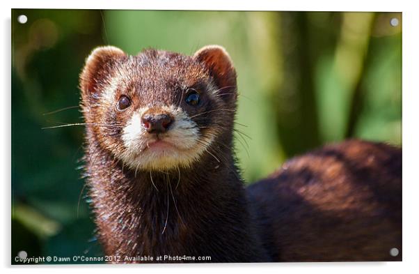 Polecat - Mustela putorius Acrylic by Dawn O'Connor