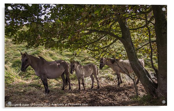 Konik Ponies at Dover Acrylic by Dawn O'Connor