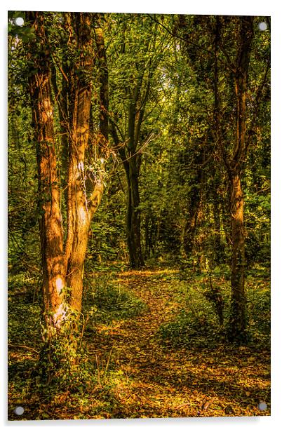 The Woodland Path Acrylic by Dawn O'Connor