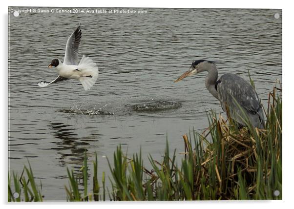 Heron and Gull Acrylic by Dawn O'Connor