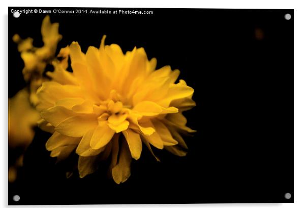 Yellow Flower Acrylic by Dawn O'Connor
