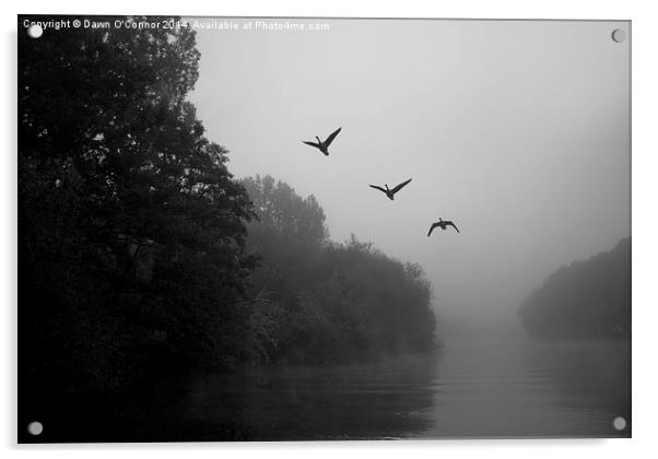 3 Flying Geese Acrylic by Dawn O'Connor