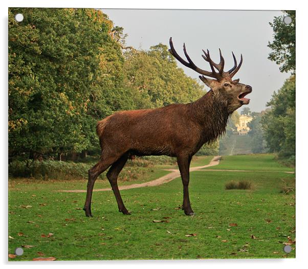 Stately Stag in Richmond Park, London, UK Acrylic by Dawn O'Connor