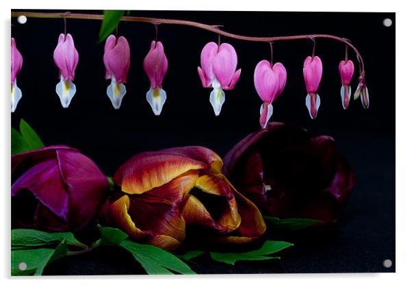 Bleeding Heart, Dicentra Spectabilis and Tulips Acrylic by Dawn O'Connor