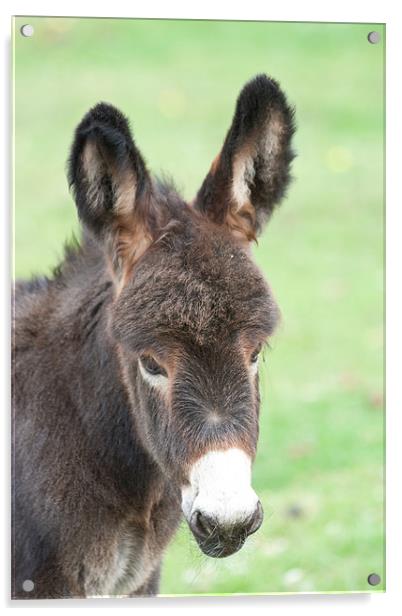 Little Donkey Acrylic by Dawn O'Connor