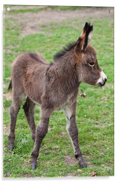 Cute Baby Donkey Acrylic by Dawn O'Connor