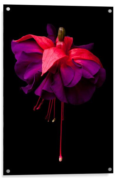 Fuchsia, Royal Deep Purple Acrylic by Dawn O'Connor