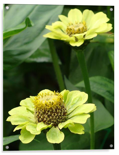 Zinnia Elegans Acrylic by Lauren Meyerink