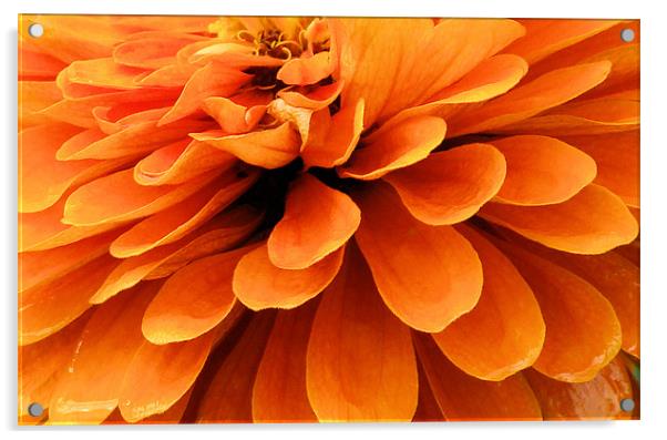 Orange King Acrylic by Lauren Meyerink