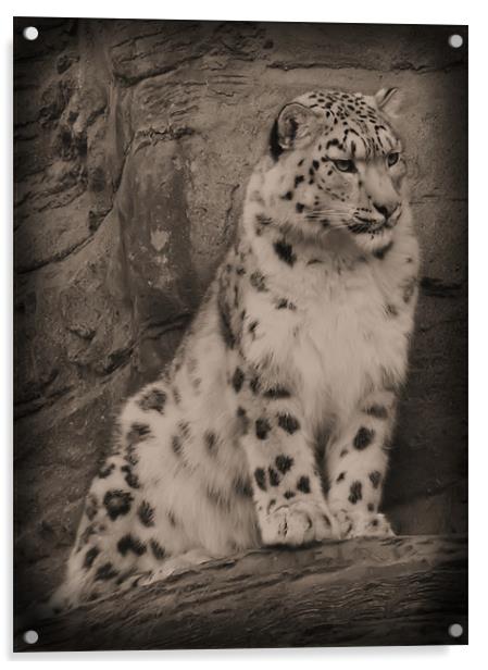 Snow Leopard once seen... Acrylic by Lauren Meyerink