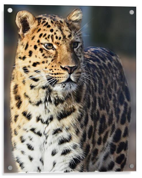 Marwell Leopard Acrylic by Lauren Meyerink