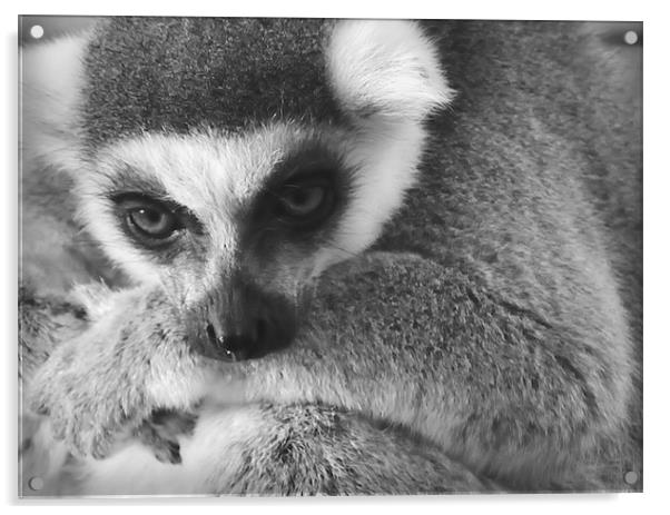 The wise Lemur Acrylic by Lauren Meyerink
