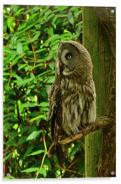 The Owl Acrylic by Lauren Meyerink