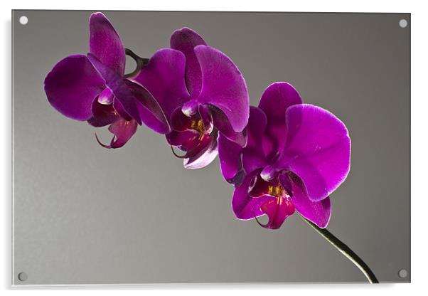 orchids Acrylic by alex williams