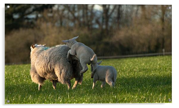 Frolicking Lambs Acrylic by Declan Howard