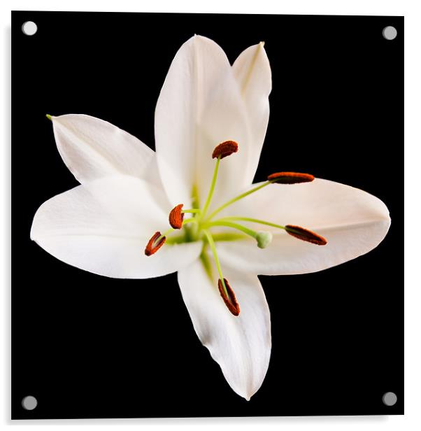 White Lily Acrylic by Declan Howard