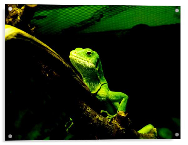 chameleon Acrylic by Nigel G Owen