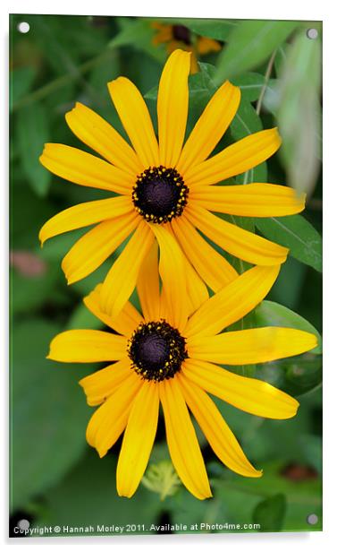 Black-Eyed Susan 2 Acrylic by Hannah Morley