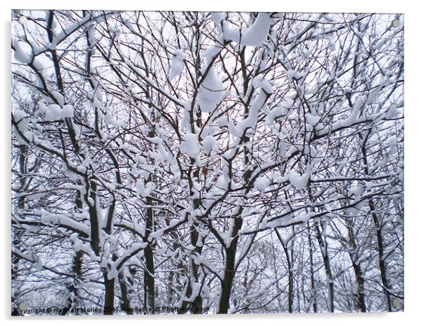 Winter Wonderland Acrylic by Hannah Morley