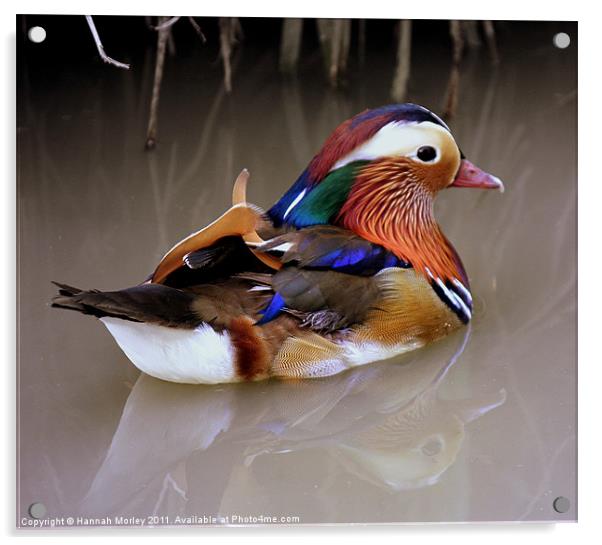 Mandarin Acrylic by Hannah Morley