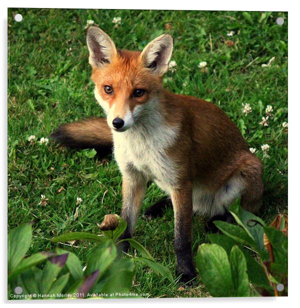 Fox Cub Acrylic by Hannah Morley