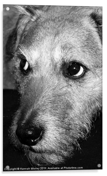 Patterdale Terrier Acrylic by Hannah Morley