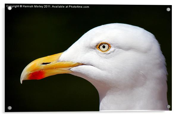 Seagull Acrylic by Hannah Morley