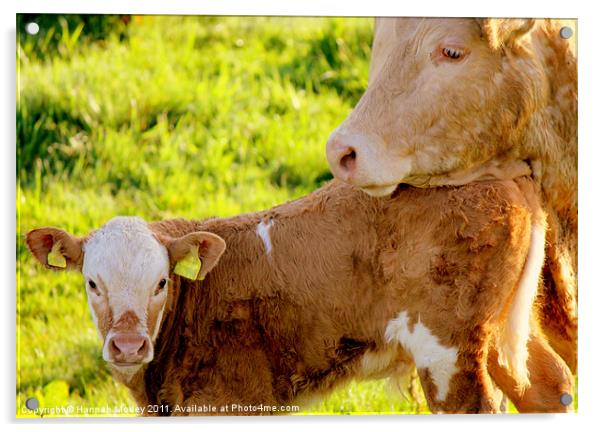 Cow and Calf Acrylic by Hannah Morley