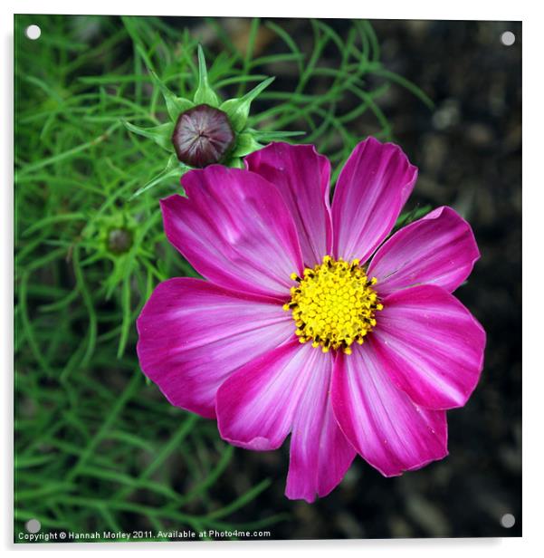 Purple Cosmos Flower Acrylic by Hannah Morley