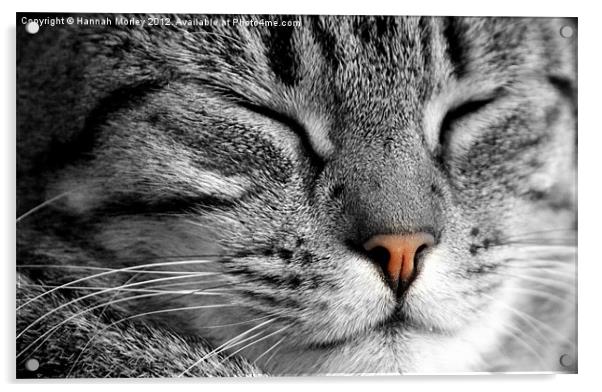 Sleeping Cat Acrylic by Hannah Morley