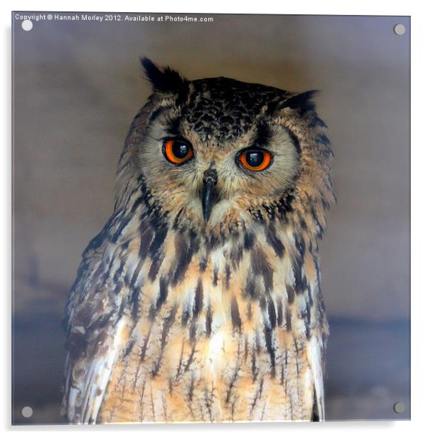 Eurasian Eagle Owl Acrylic by Hannah Morley