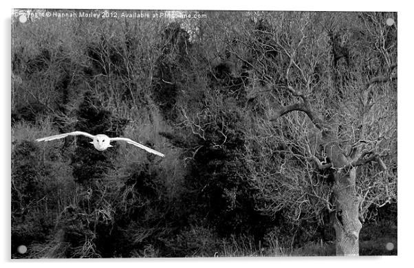 Barn Owl in Flight Acrylic by Hannah Morley