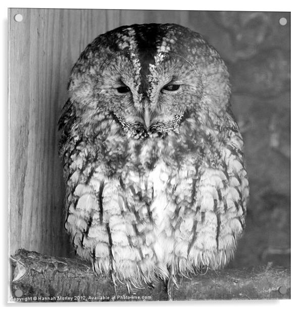 Sleepy Tawny Owl Acrylic by Hannah Morley