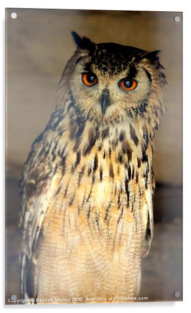 Eurasian Eagle Owl Acrylic by Hannah Morley