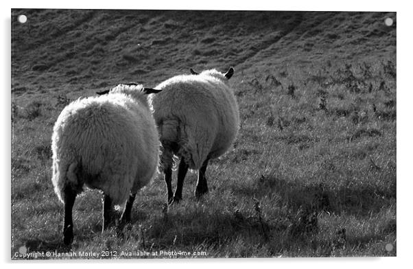 Two Ewes! Acrylic by Hannah Morley