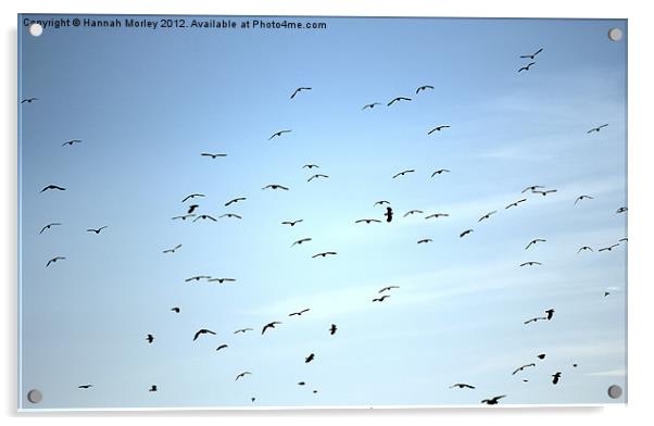 Flock of Seabirds Acrylic by Hannah Morley