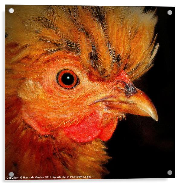 Ameraucanas Chicken Acrylic by Hannah Morley