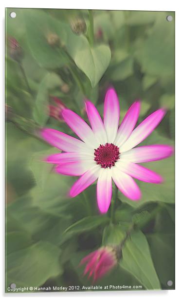 Senetti Pink Flower Acrylic by Hannah Morley