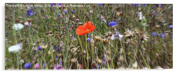 Lone Poppy amongst Wildflowers Acrylic by Hannah Morley
